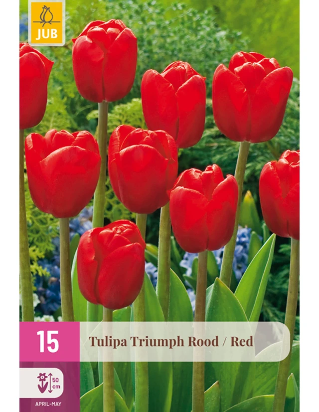 Lalele Triumph Red