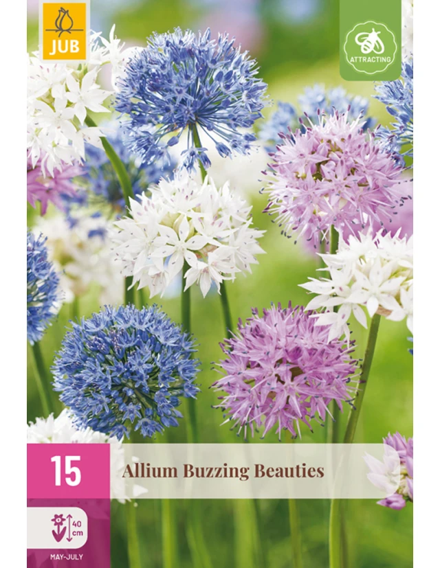 Allium Buzzing Beauties