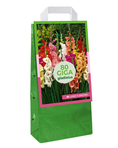 Gladiole Mix 