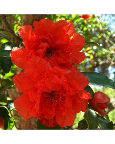 Rodiu Punica granatum Pleniflora