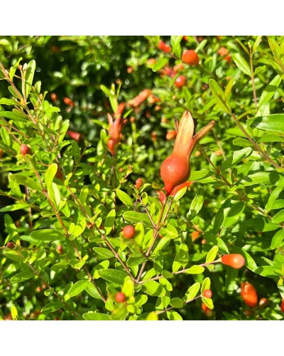 Rodiu Punica granatum Nana