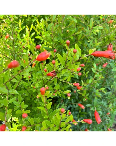 Rodiu Punica granatum Nana