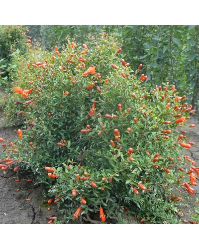 Rodiu Punica granatum Nana