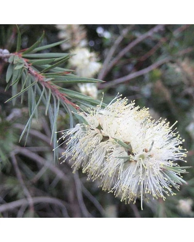 Callistemon pallidus White