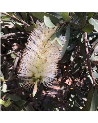 Callistemon pallidus White