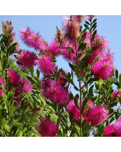 Callistemon viminalis Hot Pink