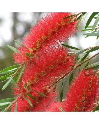 Callistemon masotti Mini Red