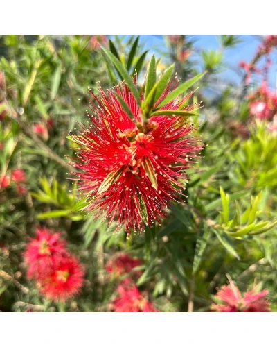 Callistemon masotti Mini Red