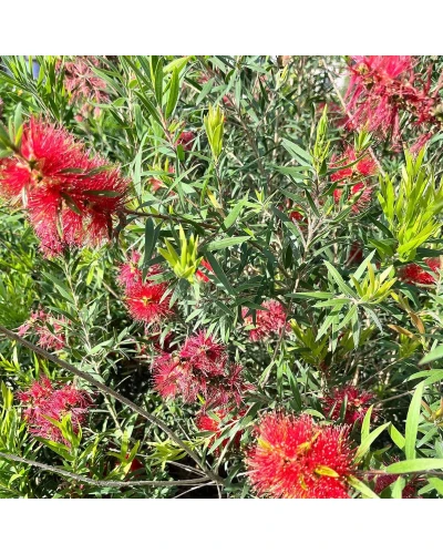 Callistemon masotti Mini Red