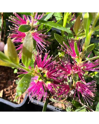 Callistemon viridiflorus Violaceus