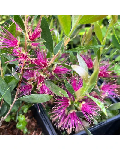 Callistemon viridiflorus Violaceus