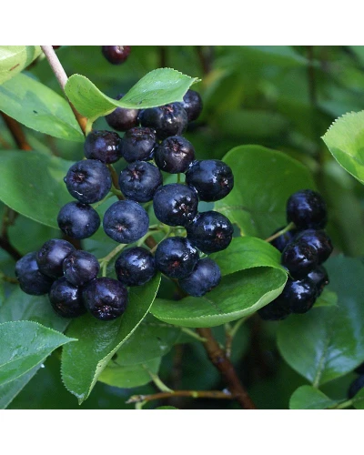 Aronia melanocarpa Viking