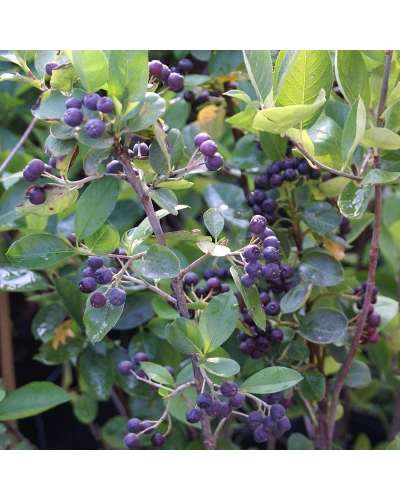 Aronia melanocarpa Viking