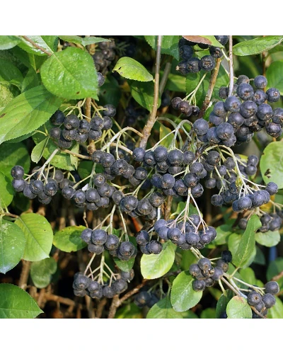 Aronia melanocarpa Viking