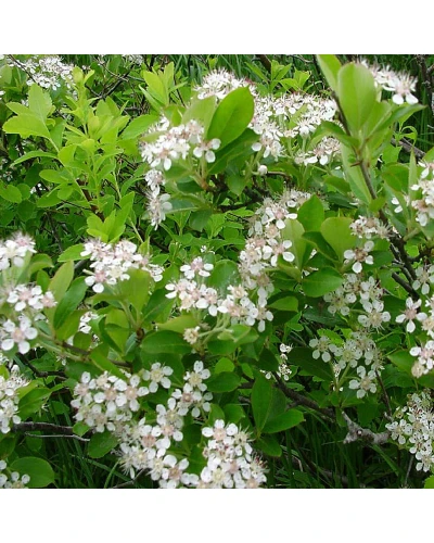 Aronia melanocarpa Viking