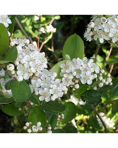 Aronia melanocarpa Viking