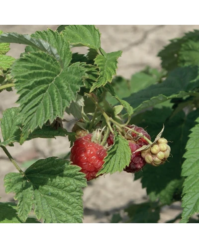 Zmeura Rubus Ideaus