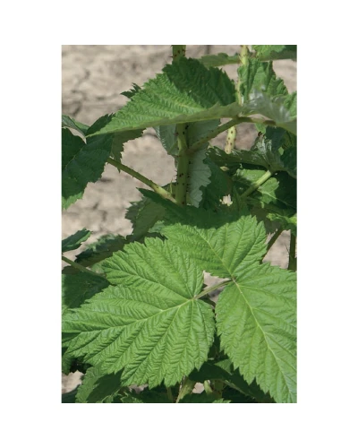 Zmeura Rubus Ideaus
