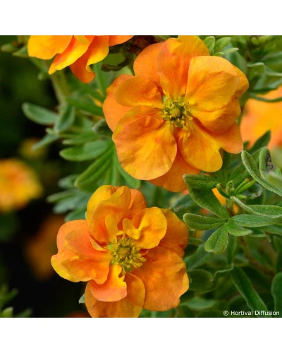 Potentilla Double Punch Tango