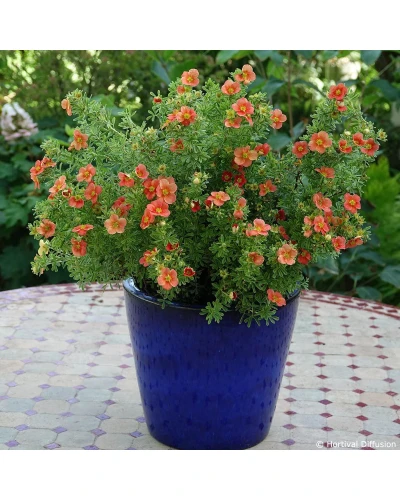 Potentilla fraseri Red'Issima
