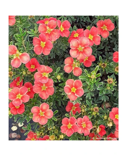 Potentilla fraseri Red'Issima