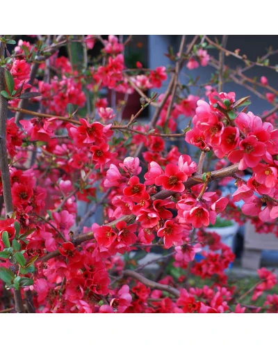 Gutui Japonez Chaenomeles Speciosa 