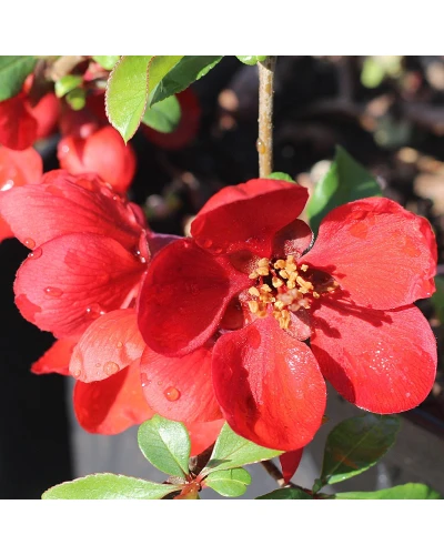Gutui Japonez Chaenomeles superba Crimson & Gold