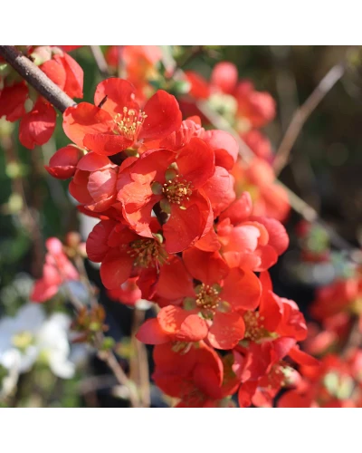 Gutui Japonez Chaenomeles superba Crimson & Gold