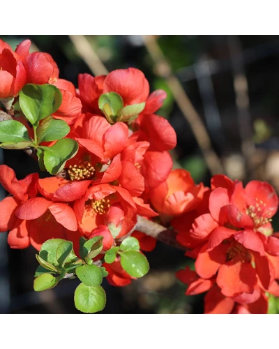 Gutui Japonez Chaenomeles superba Crimson & Gold