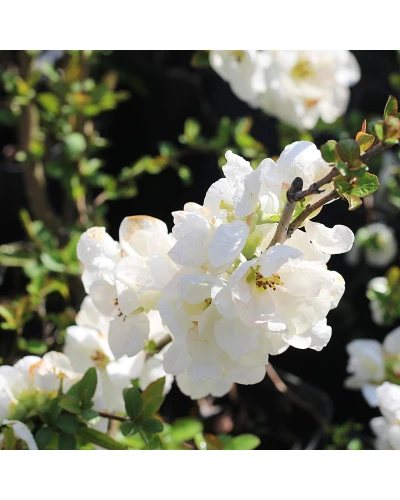 Gutui Japonez Chaenomeles speciosa Nivalis
