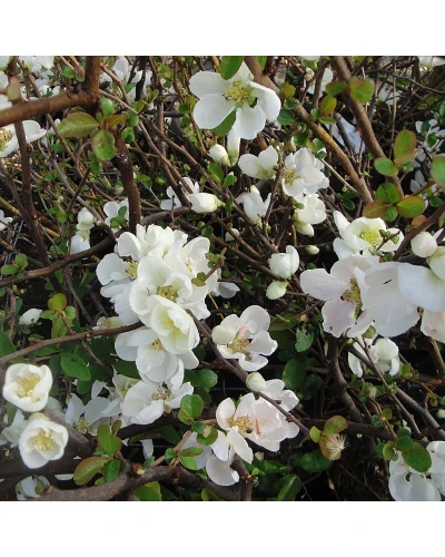 Gutui Japonez Chaenomeles speciosa Nivalis