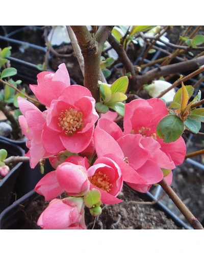 Gutui Japonez Chaenomeles superba Pink Lady