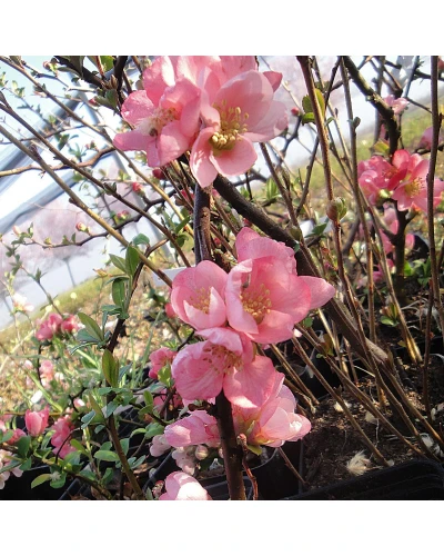 Gutui Japonez Chaenomeles superba Pink Lady