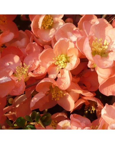 Gutui Japonez Chaenomeles superba Pink Trail