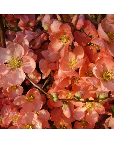 Gutui Japonez Chaenomeles superba Pink Trail