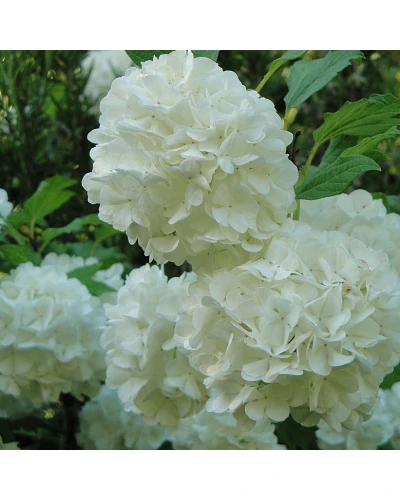 Calin Viburnum opulus Roseum