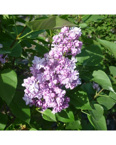 Liliac Syringa hyacinthiflora Mirabeau
