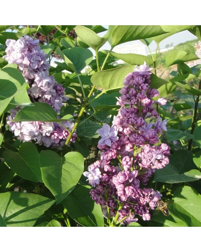 Liliac Syringa hyacinthiflora Mirabeau