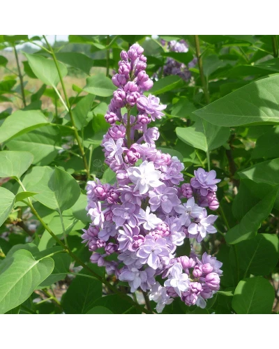 Liliac Syringa hyacinthiflora Mirabeau