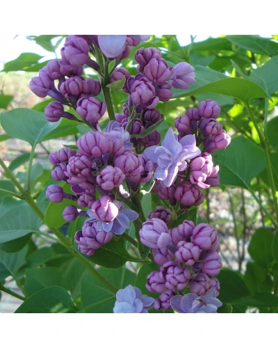 Liliac Syringa hyacinthiflora Mirabeau