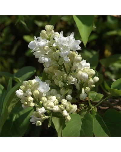Liliac Syringa vulgaris Madame Lemoine