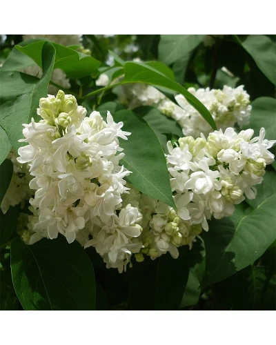 Liliac Syringa vulgaris Madame Lemoine
