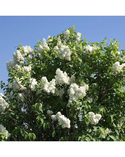 Liliac Syringa vulgaris Madame Lemoine