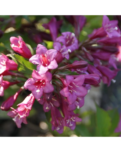 Weigela florida Rumba