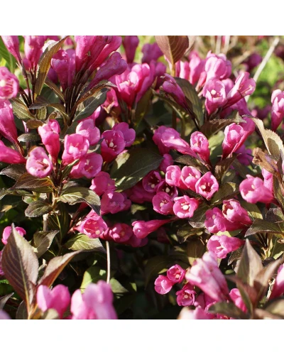 Weigela florida Nana Purpurea