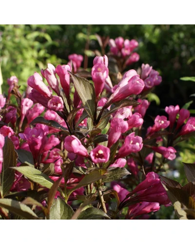 Weigela florida Nana Purpurea
