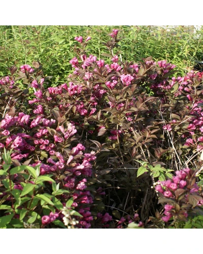 Weigela florida Nana Purpurea