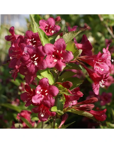 Weigela florida Eva Rathke