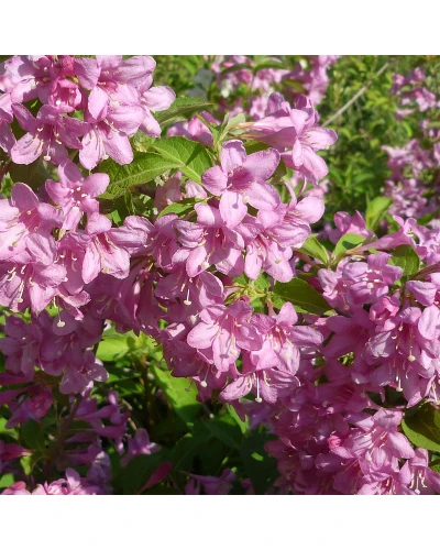 Weigela florida Samba