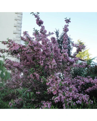 Weigela florida Samba